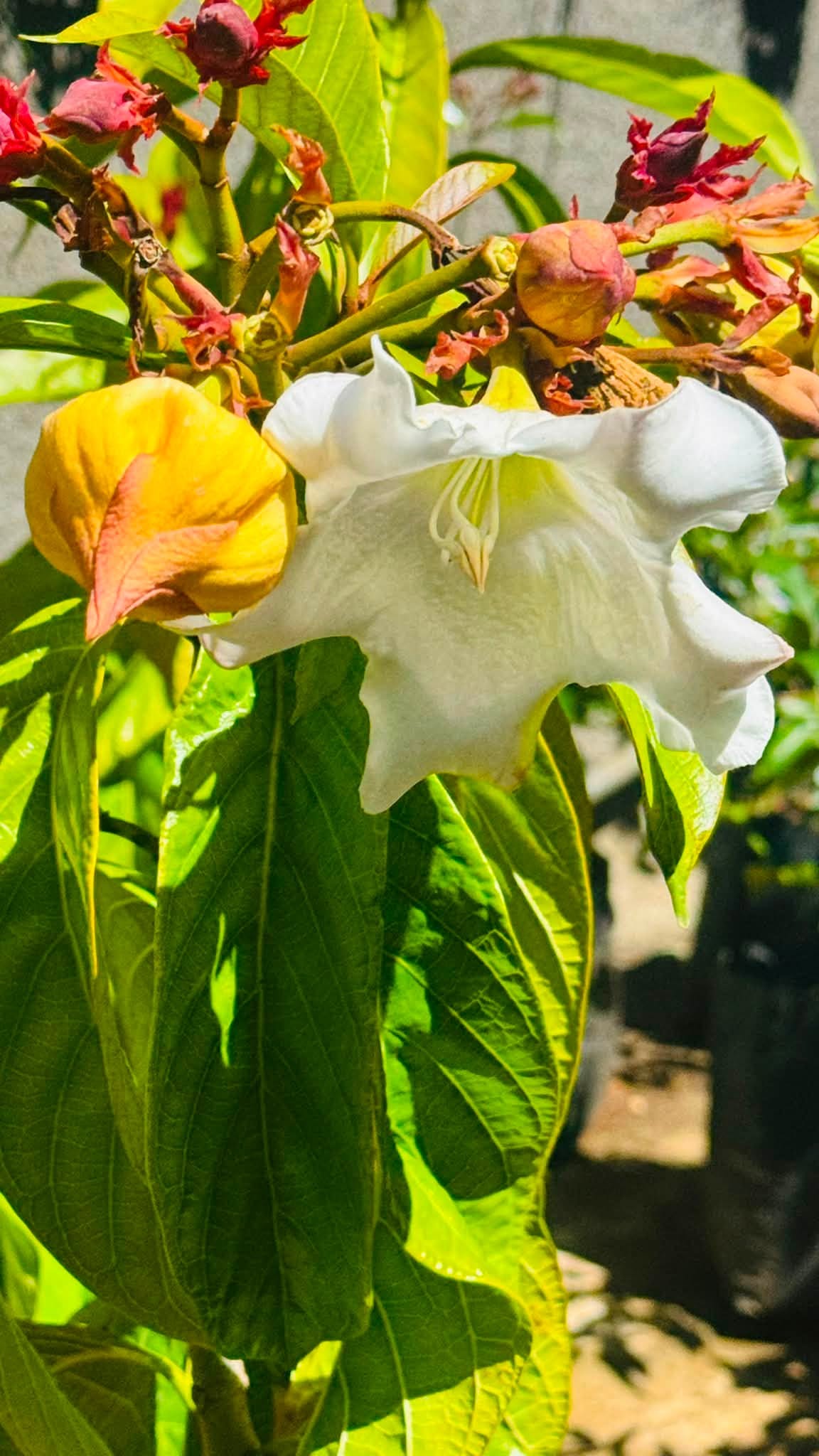 White Beaumontia grandiflora bloom opening among its buds
